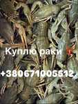 Куплю живі раки.