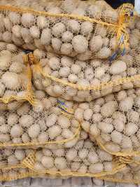 Ziemniaki drobne wielkości sadzeniaka soraya Lord Bellarosa