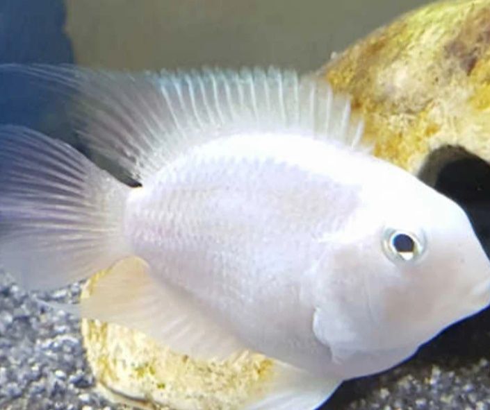 Peixe Papagaio anão " convict polar parrot"