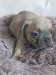 *Buldog francuski lilac fawn do odbioru od 21.09
