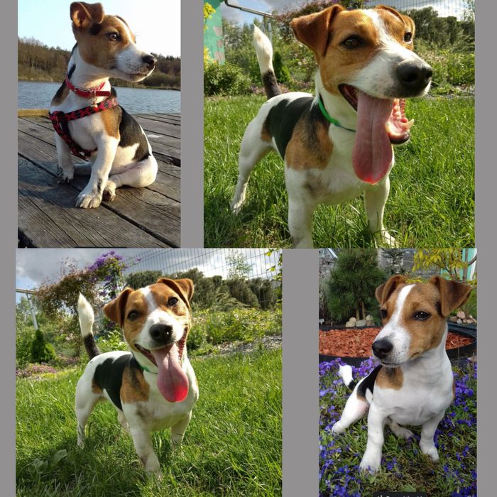 Jack Russell Terrier