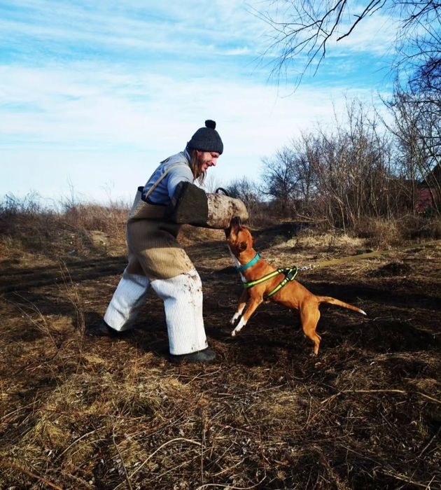 Американский пітбультерьер з документами