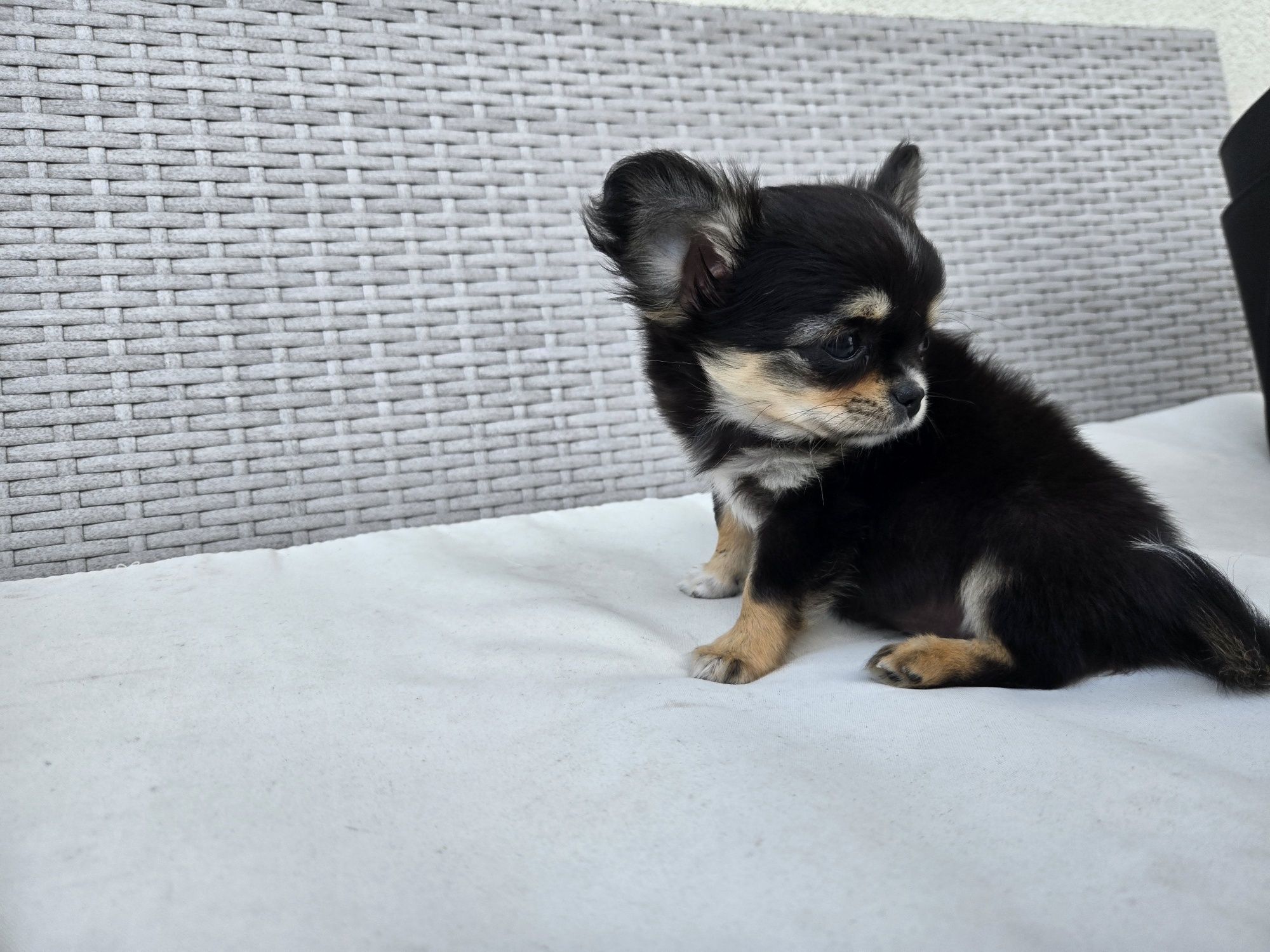 Chihuahua suczka długowłosa do rezerwacji