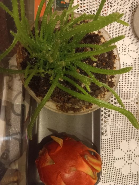 Plantação de pitayas são varios pés como se pode ver nas fotos