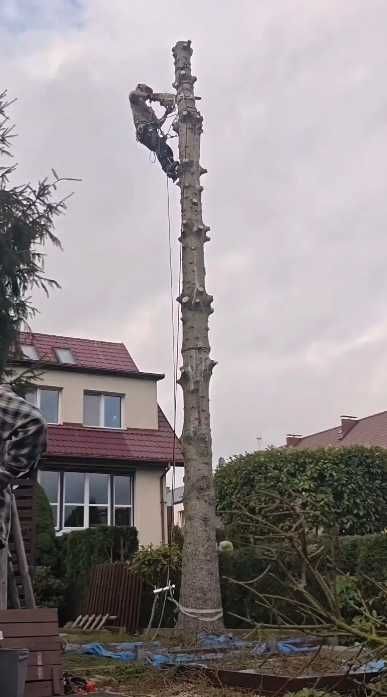 Wycinka drzew arborysta przycinka prace wysokościowe odśnieżanie