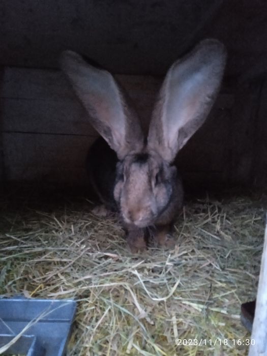 Більгійський велетень.