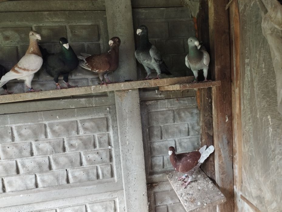 Gołębie niemiecki wystawowy samiec/samica