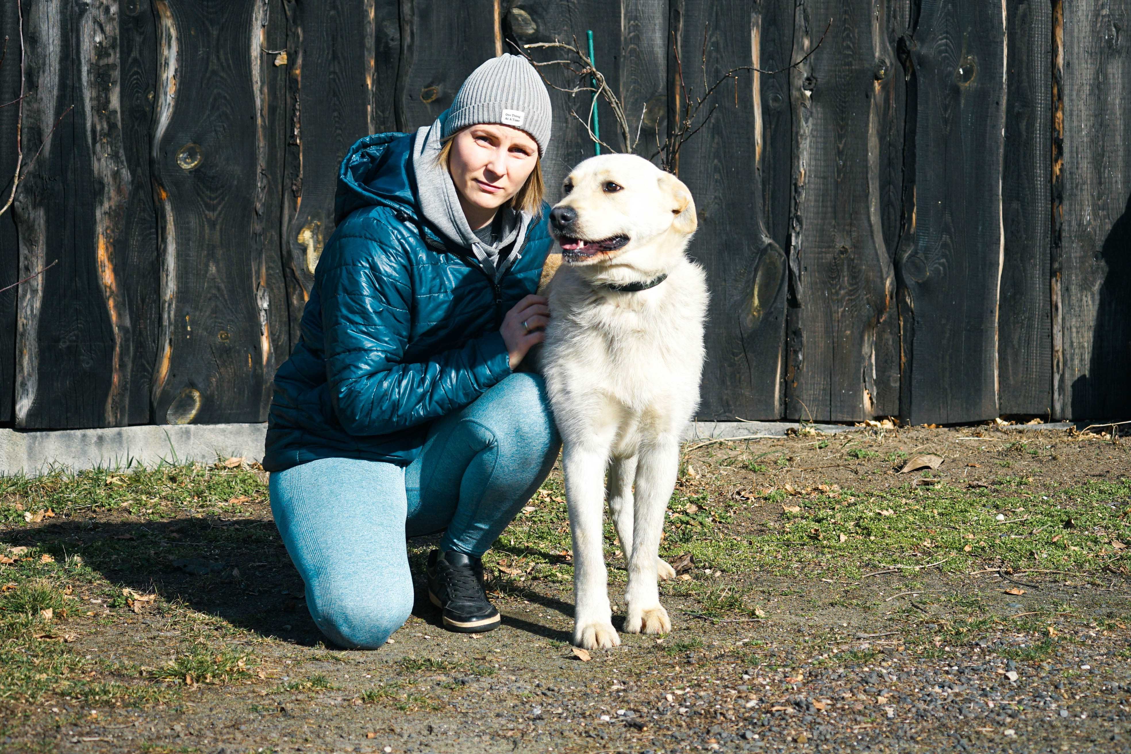 LESZEK - piękny pies w typie labrador