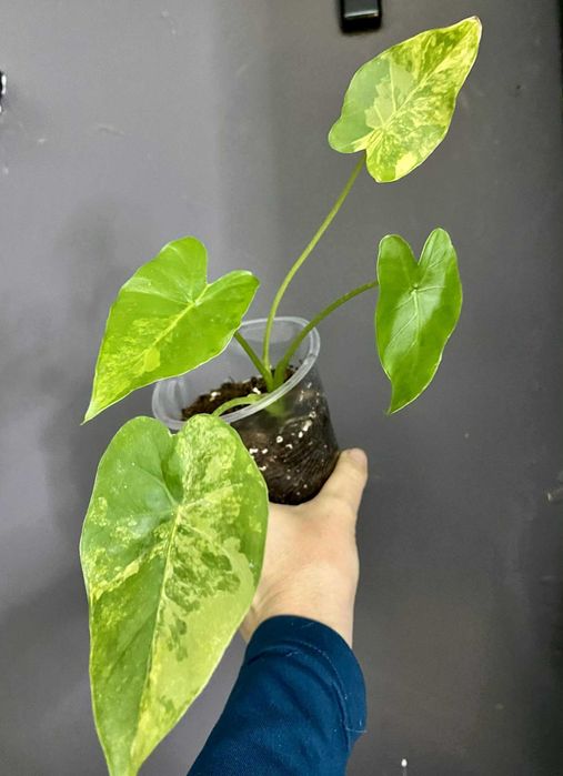 Алоказія Тигрина,ніндзя,гагеаана аурея і лаутербахіана вар, купрея