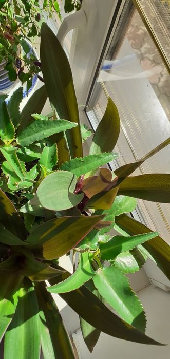 Каланхоэ Дагремона и традесканция Рео