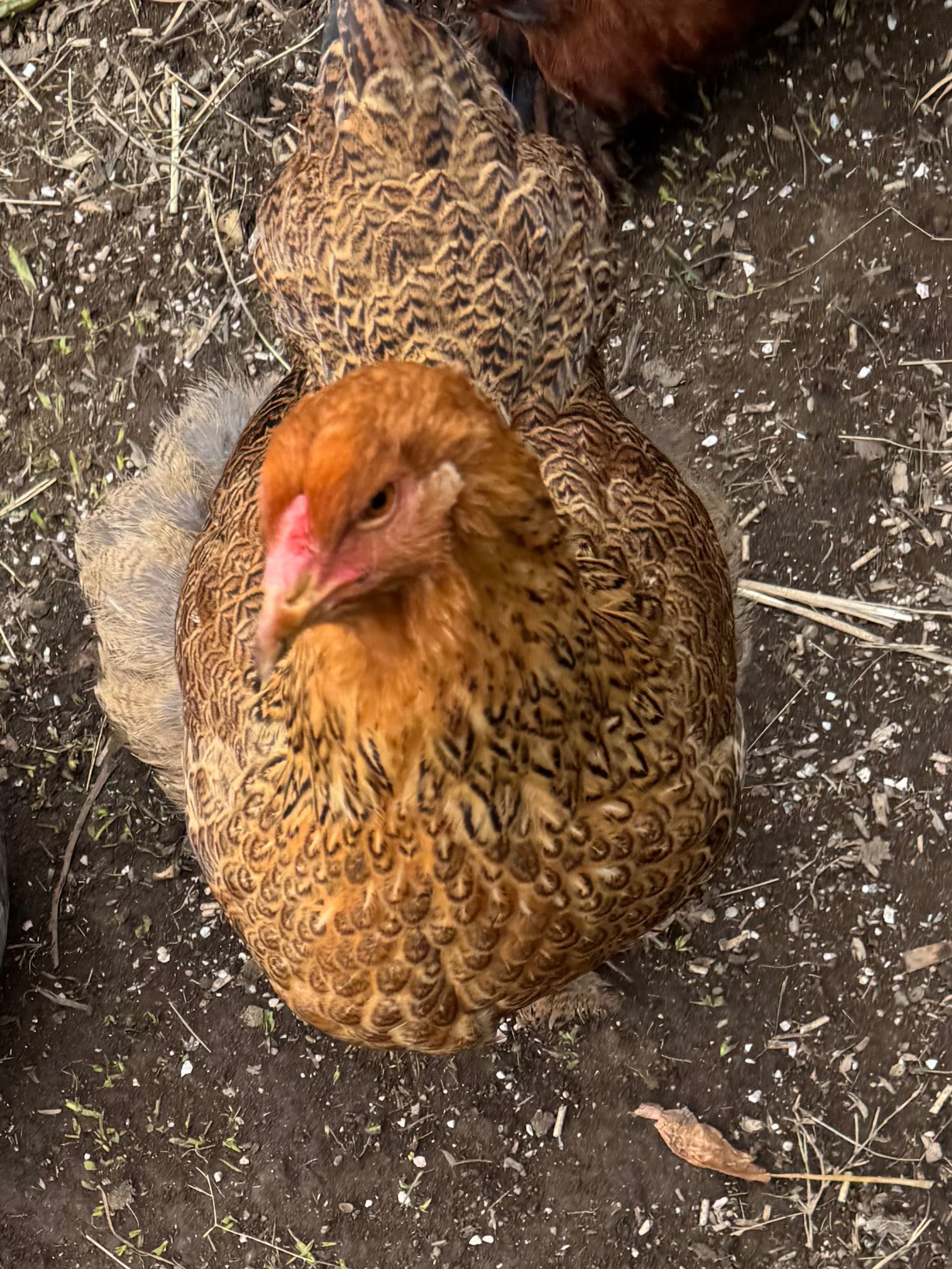 ovos galados brahma