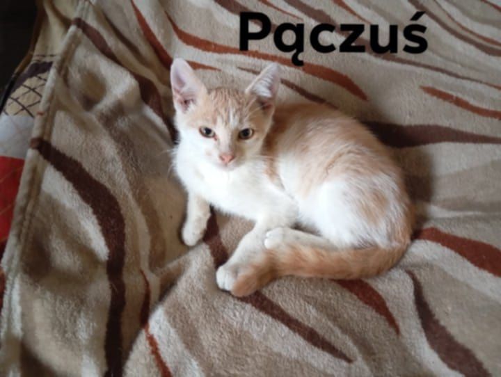Kociaczki do Adopcji
