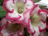 глоксиния Афина листики орхидея лимонная