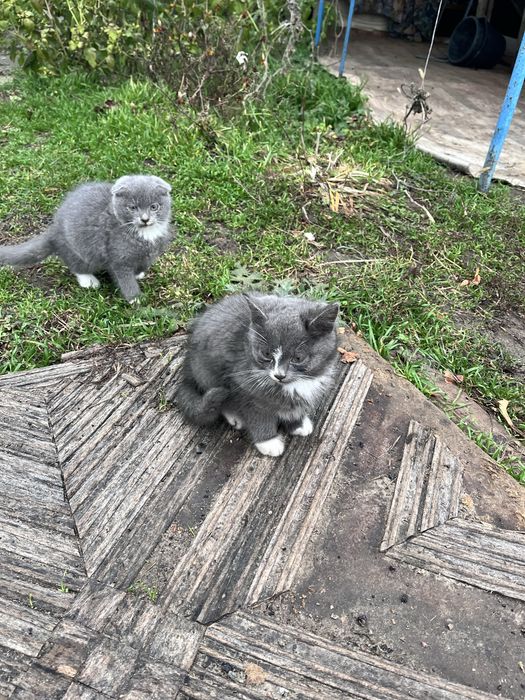 Неймовірно гарні кошенята метиси висловухі і прямовухі димчаті руді