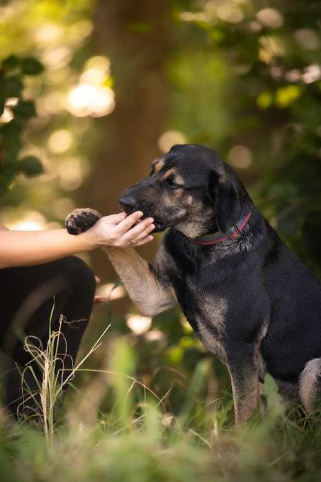 Diego duży szczeniak szuka domu
