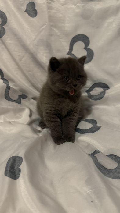 Шотландські кошенята