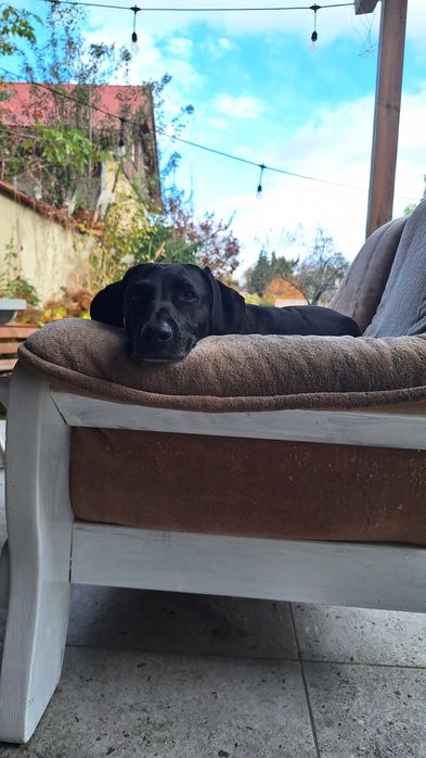 Wyżeł niemiecki czarny - Andzia