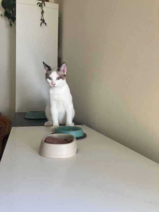 Gatinhos de 4 meses procuram novo lar