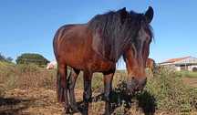 Cavalo Castrado Cruzado Montado