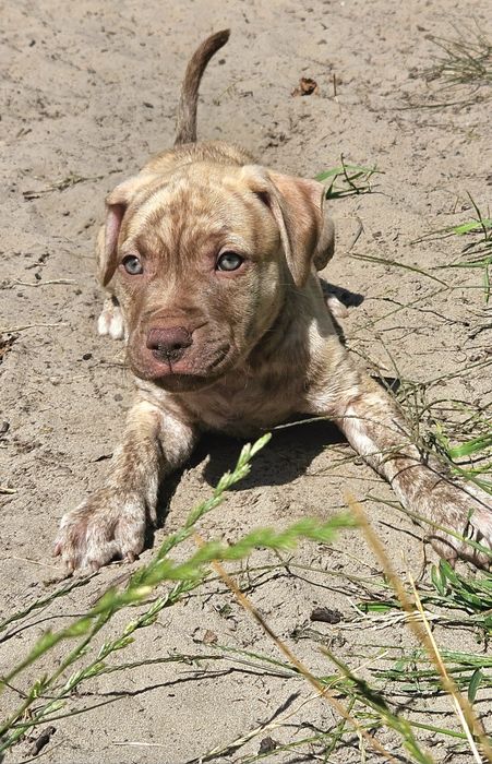 Щенки американского питбультерьера.