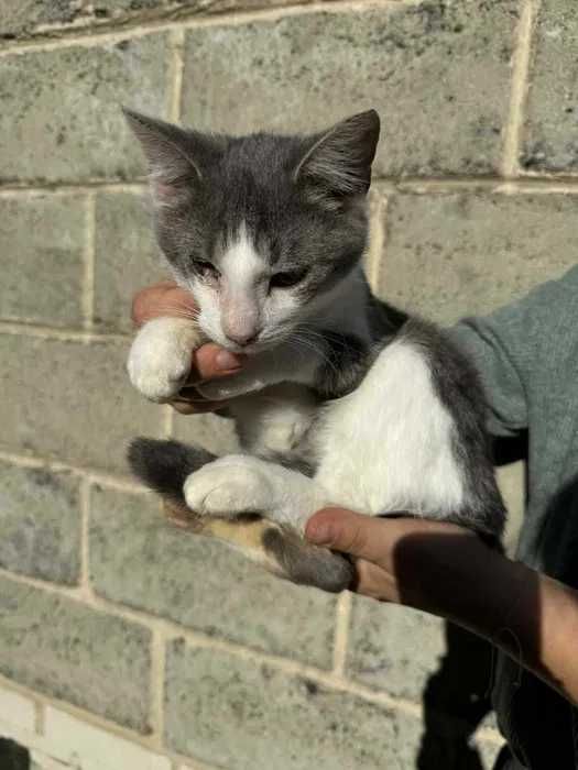 Kocie dziecko do pilnej adopcji