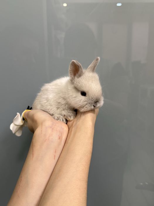 Нідерландський карликовий кролик супер  міні