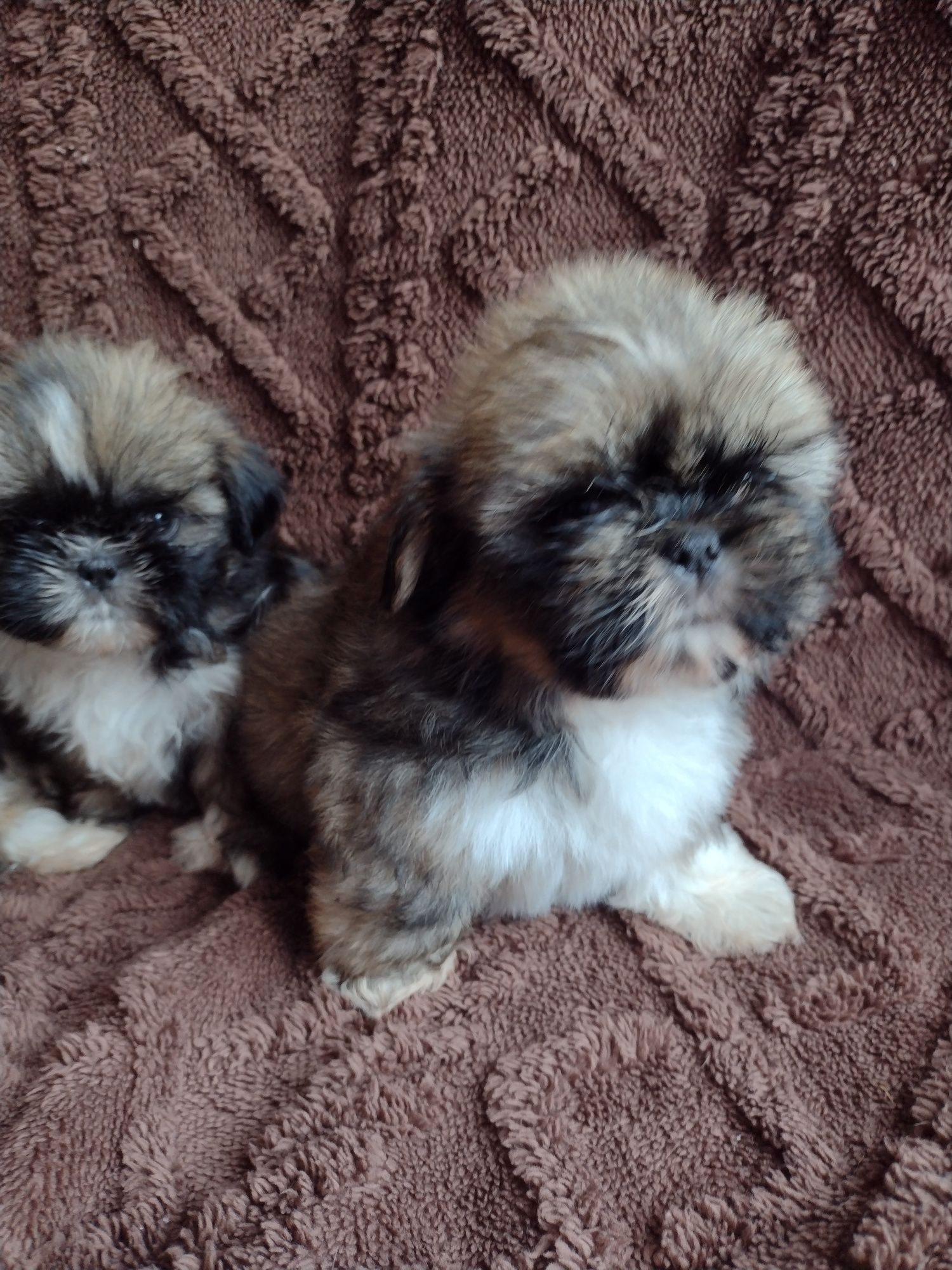 Maluszki shih tzu