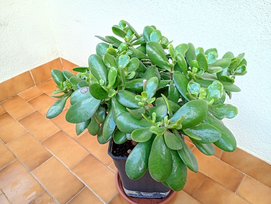 Campo Grande - Vendo Plantas Lindíssimas