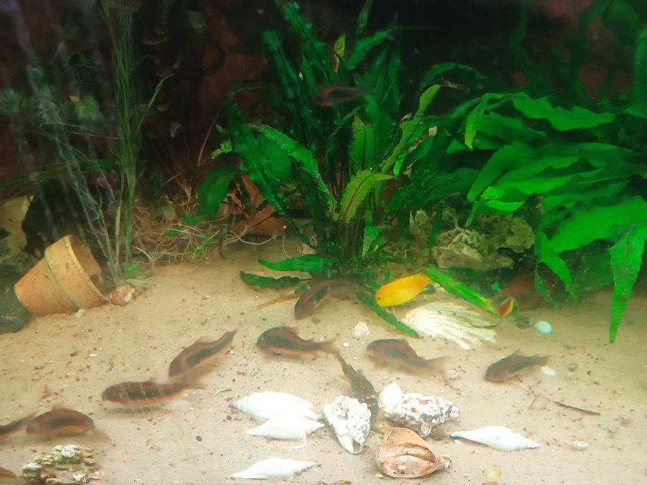 Kiris spizowy dorosłe tarlaki 8szt