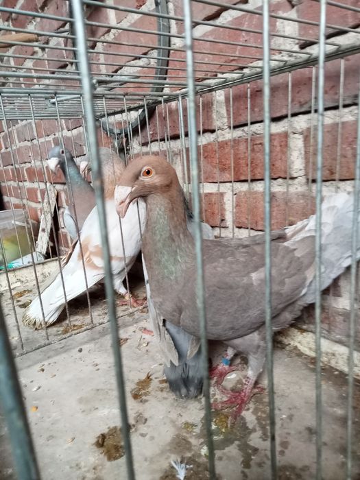 Gołębie rzeszowski rzeszowskie