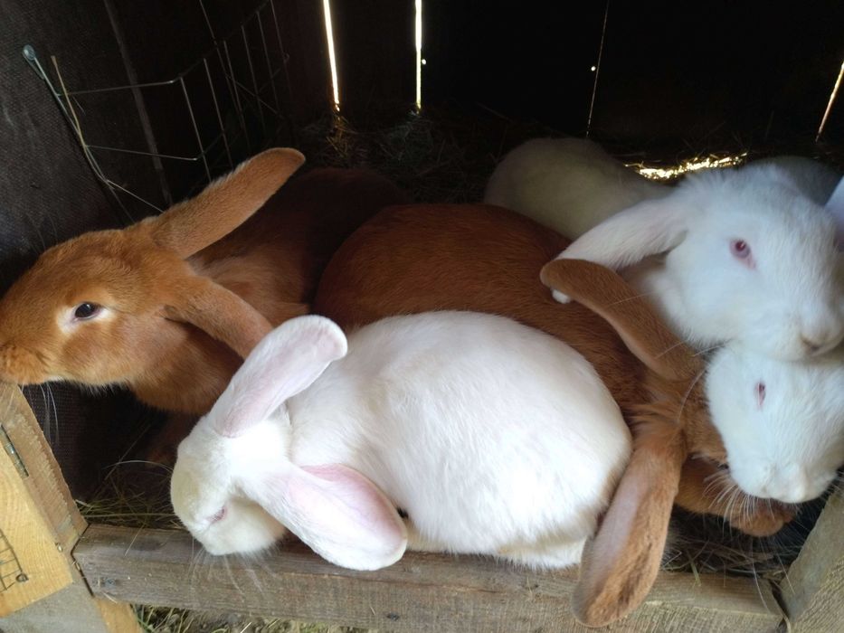 króliki belgi, barany, kalifornijskie
