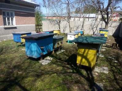 Продам бджоли (Карніка, Карпатка)