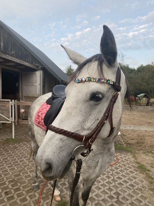 Ogłowie Masego Brązowe rozmiar Cob