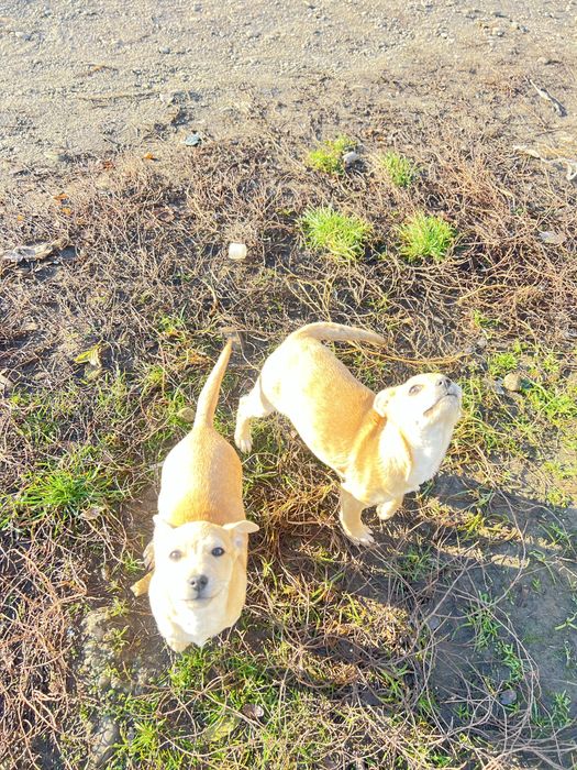 Вітдам в добрі руки щеня невідомоі породи