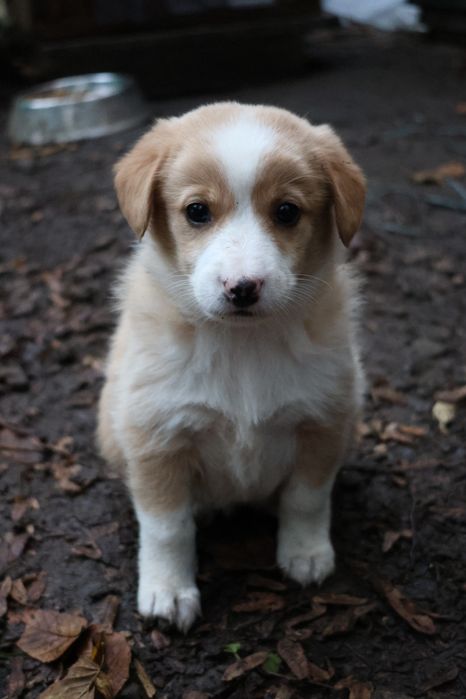 Віддам цуценят у добрі руки!!!