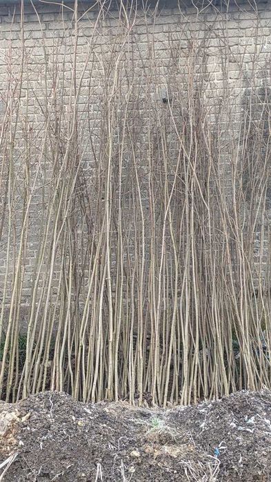 Sadzonki klon pospolity, jawor, jesionolistny, zwyczajny