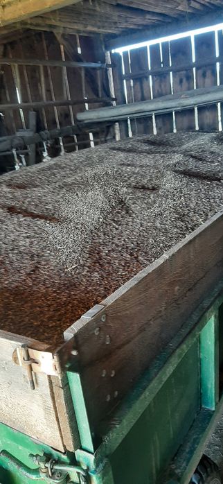 Owies czarny gniady worki 40kg zbiór 2025