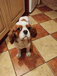 Cavalier King Charles Spaniel suczka 3 lata+