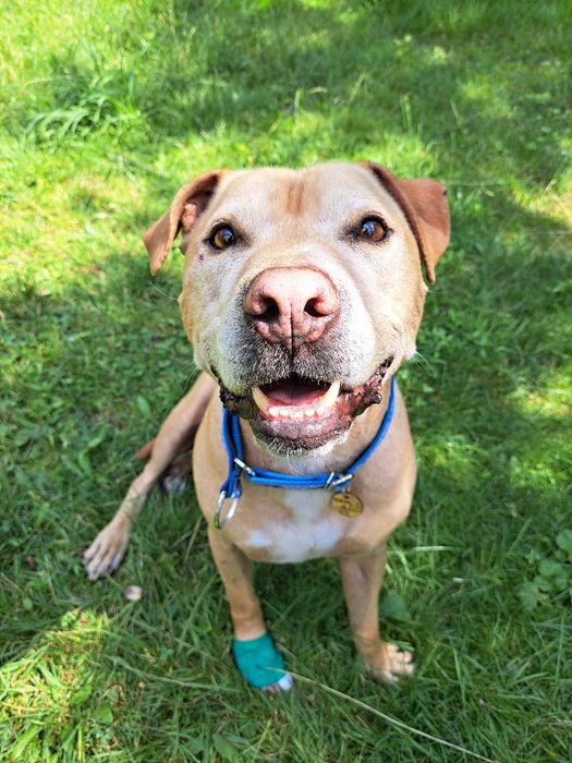 Mix amstaff szuka nowego domu
