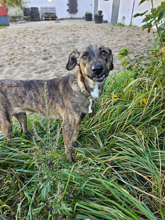 Cudowna ,młodziutka Harper szuka domu.