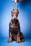 Wyjątkowa sunia Doberman 2,5 miesiąca