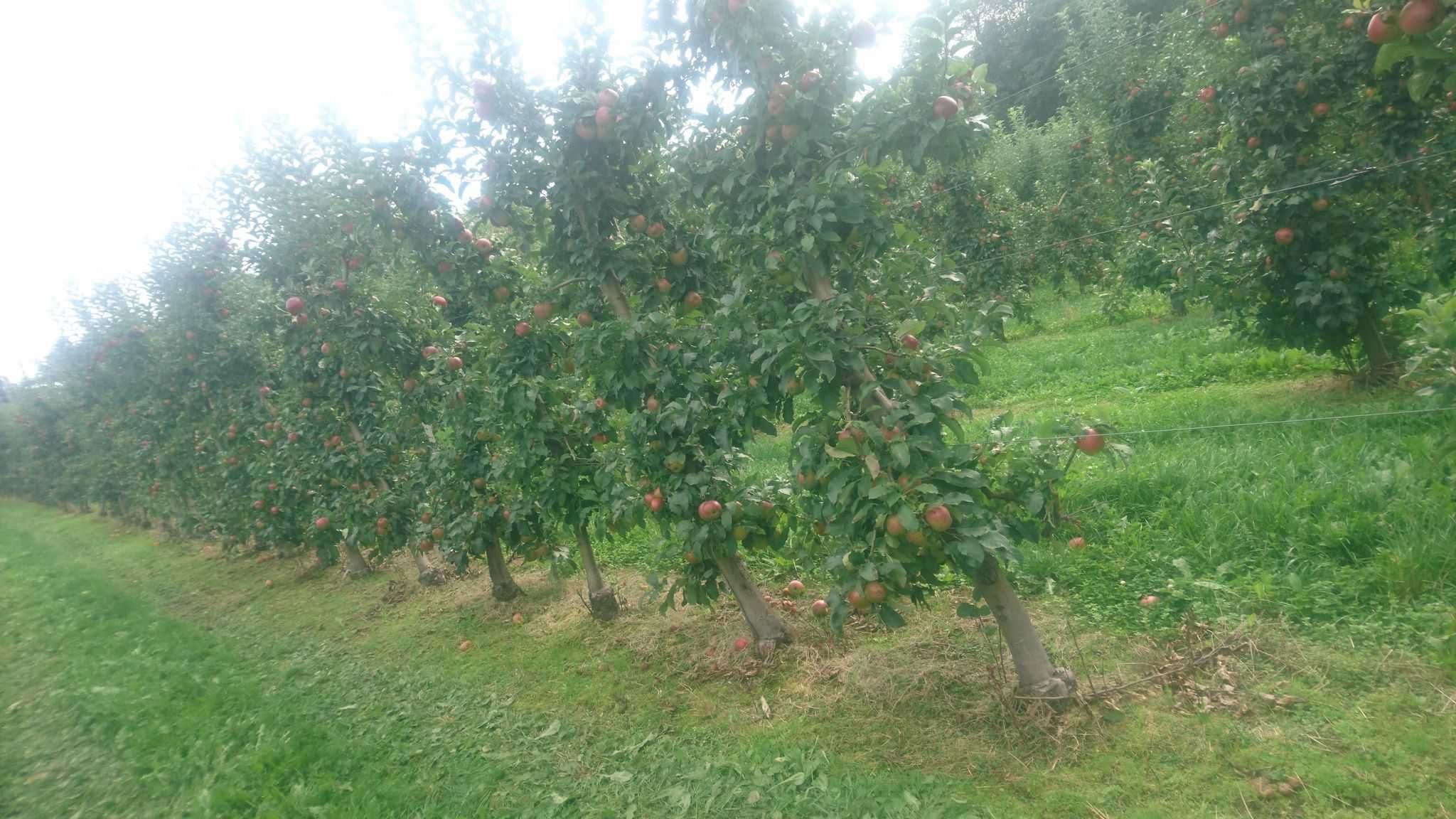 Duże sadzonki jabłoni