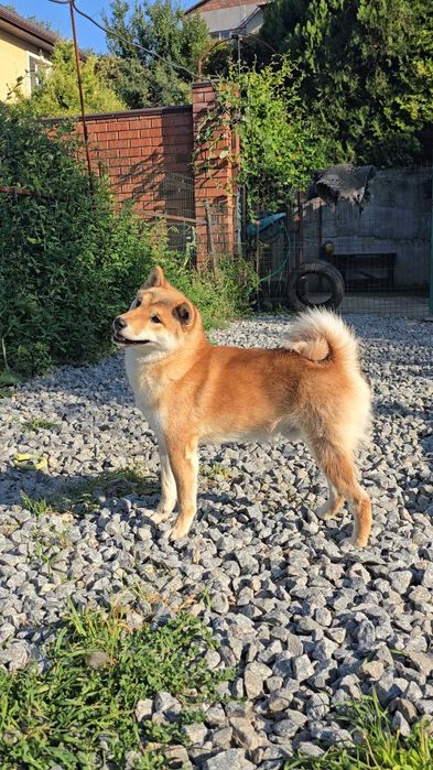 Шиба в турботливу родину