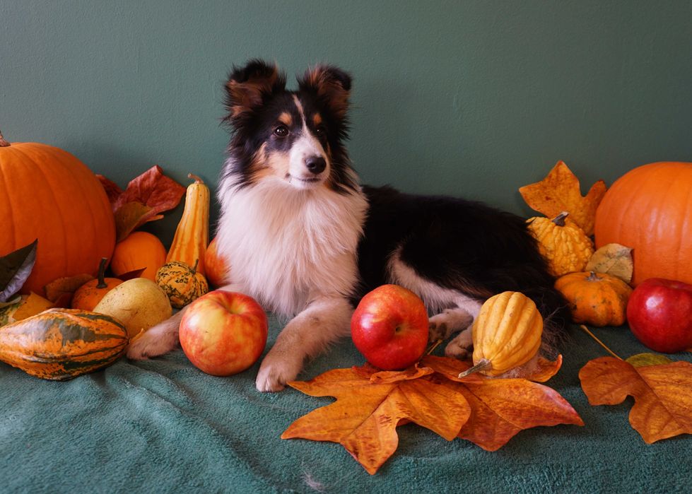 owczarek szetlandzki piesek tricolor