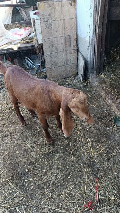 Козы козлы козлята