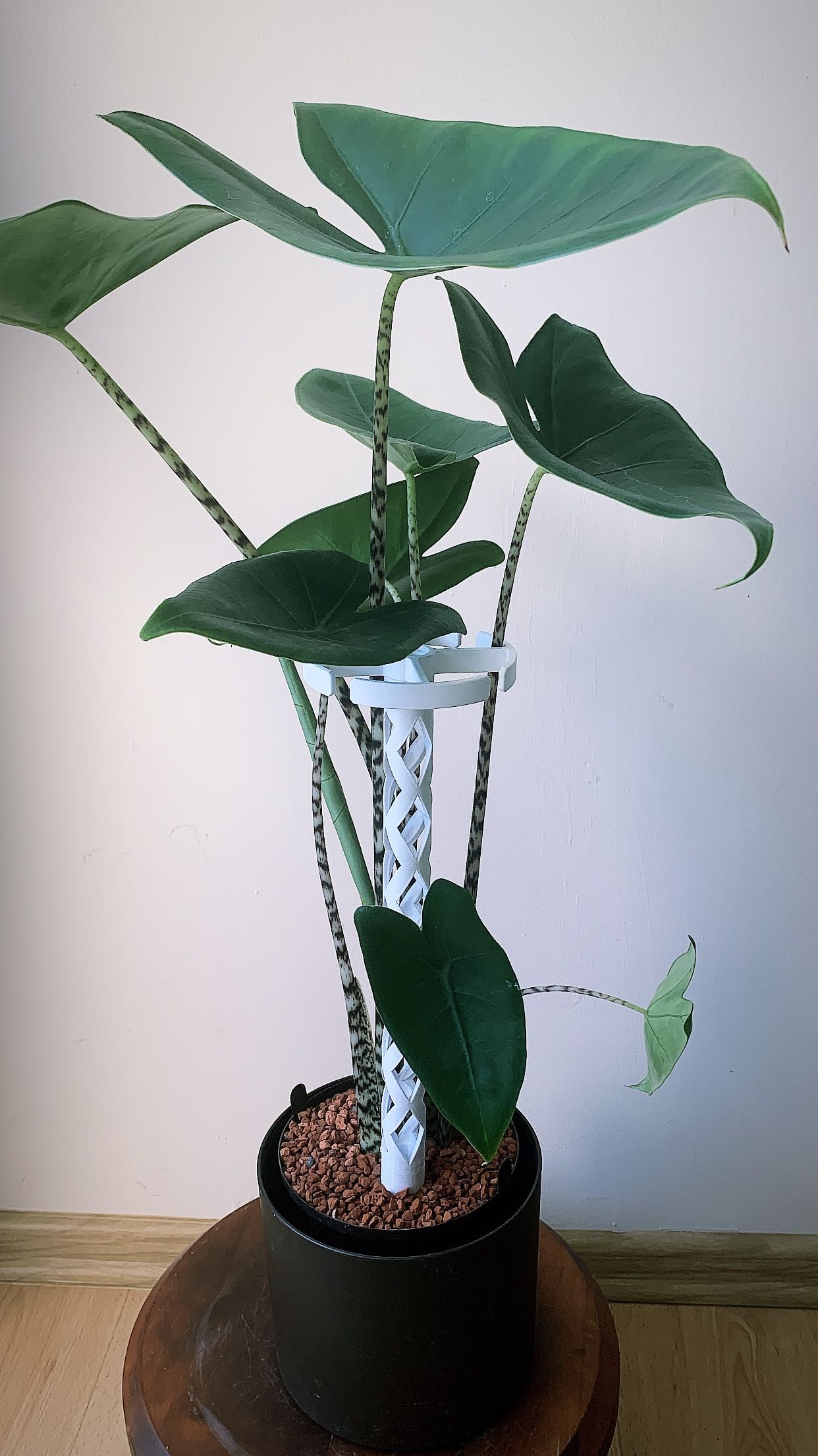 Moduł pierścieniowy do roślin - do palika 2,4 cm