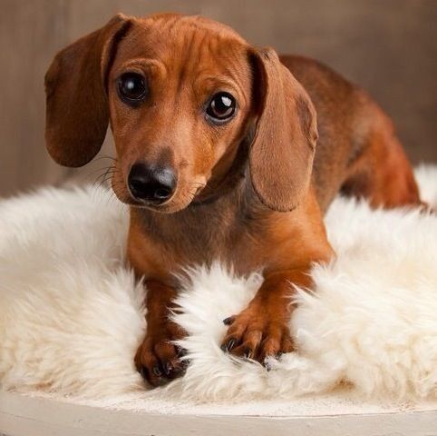 Маленька леді, народжена для любові