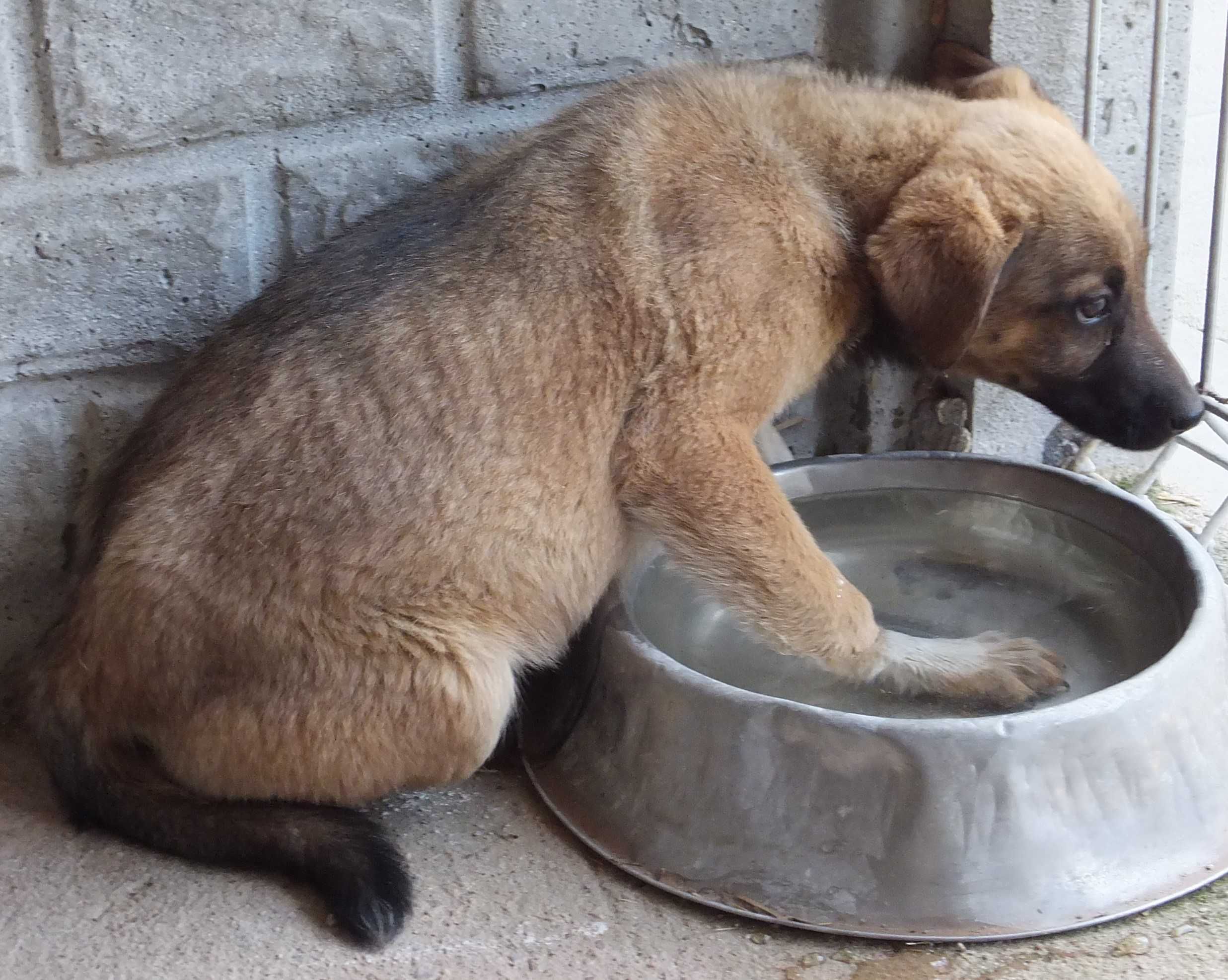 Cyda młodziutka sunia ruda z białym do adopcji