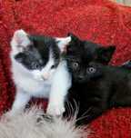KOFFI i LATTE - siostry do adopcji