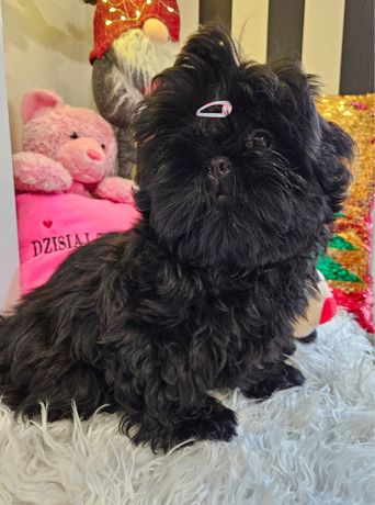 piesek Shih Tzu umaszczenie BLACK. Rodzice import Ukraina i Rosja